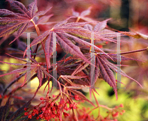 Picture of Acer palmatum (Matsumurae Group) 'Inazuma'