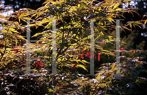 Picture of Acer palmatum (Matsumurae Group) 'Inazuma'