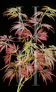 Picture of Acer palmatum (Dissectum Group) 'Irish Lace'