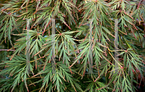 Picture of Acer palmatum (Dissectum Group) 'Irish Lace'