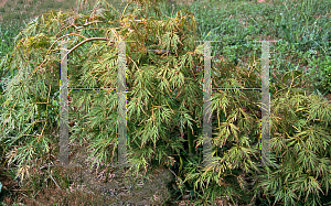 Picture of Acer palmatum (Dissectum Group) 'Irish Lace'