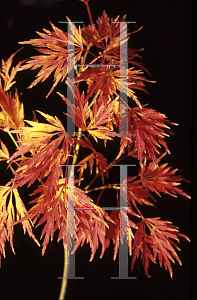 Picture of Acer palmatum (Dissectum Group) 'Irish Lace'