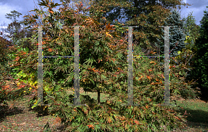 Picture of Acer palmatum 'Itami nishiki'