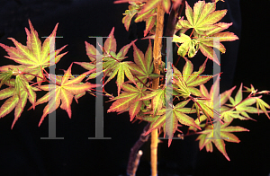 Picture of Acer palmatum 'Itami nishiki'