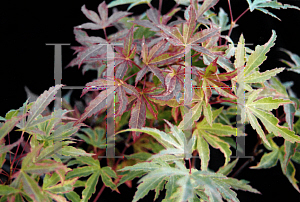 Picture of Acer palmatum 'Itami nishiki'