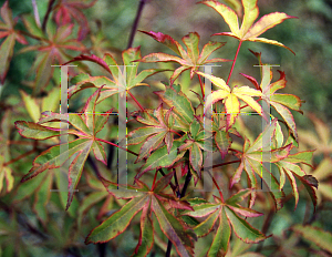 Picture of Acer palmatum 'Itami nishiki'