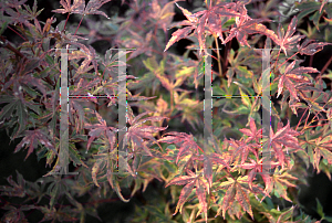 Picture of Acer palmatum 'Itami nishiki'