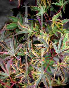 Picture of Acer palmatum 'Itami nishiki'