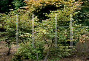 Picture of Acer palmatum 'Itami nishiki'