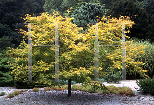 Picture of Acer palmatum 'Japanese Sunrise'