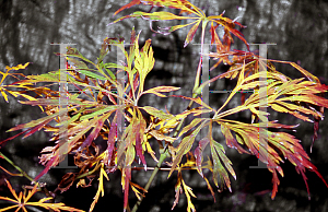 Picture of Acer japonicum 'Au juntan'