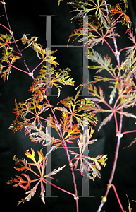 Picture of Acer japonicum 'Fairy Lights'