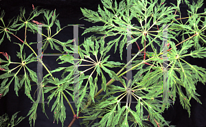 Picture of Acer japonicum 'Fairy Lights'