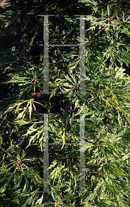 Picture of Acer japonicum 'Green Cascade'