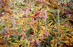 Picture of Acer japonicum 'Abby's Weeping'