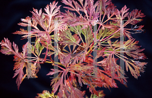 Picture of Acer japonicum 'Abby's Weeping'