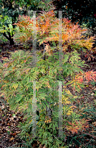 Picture of Acer japonicum 'Abby's Weeping'