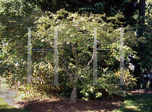 Picture of Acer japonicum 'Acontifolium'