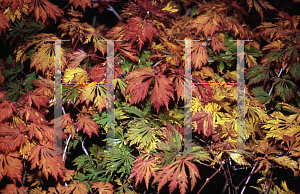 Picture of Acer japonicum 'Acontifolium'