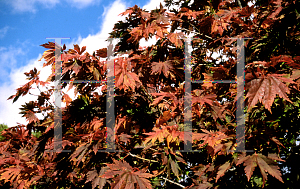 Picture of Acer japonicum 'Acontifolium'