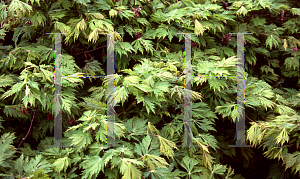 Picture of Acer japonicum 'Acontifolium'