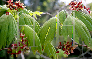 Picture of Acer japonicum 'Acontifolium'