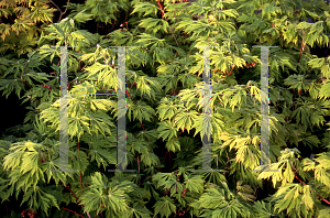 Picture of Acer japonicum 'Acontifolium'