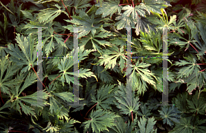 Picture of Acer japonicum 'Acontifolium'