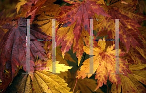 Picture of Acer japonicum 'Acontifolium'