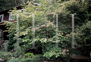 Picture of Acer japonicum 'Acontifolium'