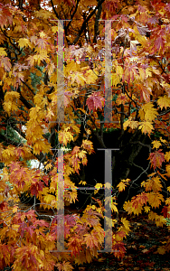 Picture of Acer japonicum 'Acontifolium'