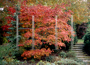 Picture of Acer japonicum 'Acontifolium'