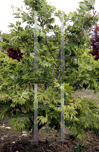 Picture of Acer japonicum 'Acontifolium'