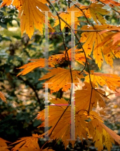 Picture of Acer japonicum 'Acontifolium'