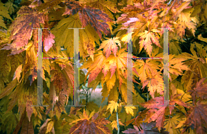 Picture of Acer japonicum 'Acontifolium'