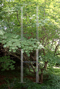 Picture of Acer japonicum 'Acontifolium'