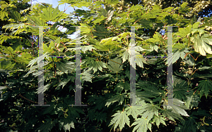 Picture of Acer japonicum 'Attiri'
