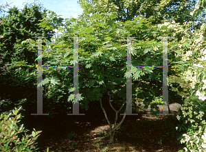Picture of Acer japonicum 'Attiri'