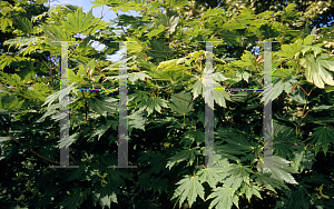 Picture of Acer japonicum 'Attarai'