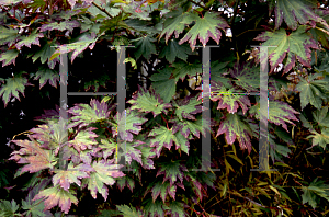 Picture of Acer japonicum 'Aurora Borialis'