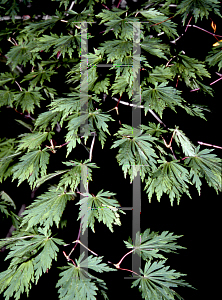 Picture of Acer japonicum 'Filicifolium'