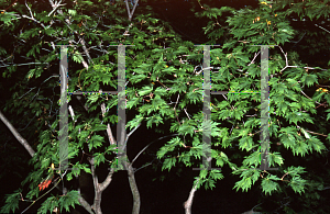 Picture of Acer japonicum 'Filicifolium'