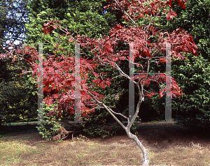 Picture of Acer japonicum 'Filicifolium'