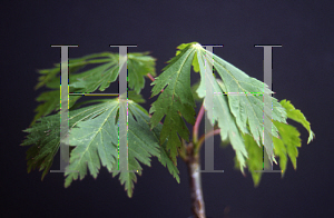 Picture of Acer japonicum 'Filiforme'