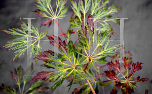 Picture of Acer japonicum 'Girard's Dwarf'