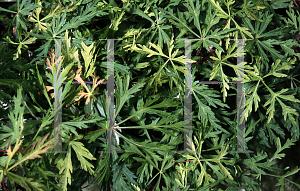 Picture of Acer japonicum 'Green Cascade'