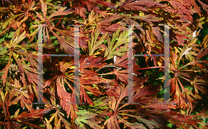 Picture of Acer japonicum 'Green Cascade'