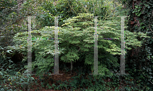 Picture of Acer japonicum 'Green Cascade'