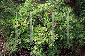 Picture of Acer japonicum 'Green Cascade'