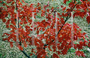 Picture of Acer japonicum 'Hachi yoi'